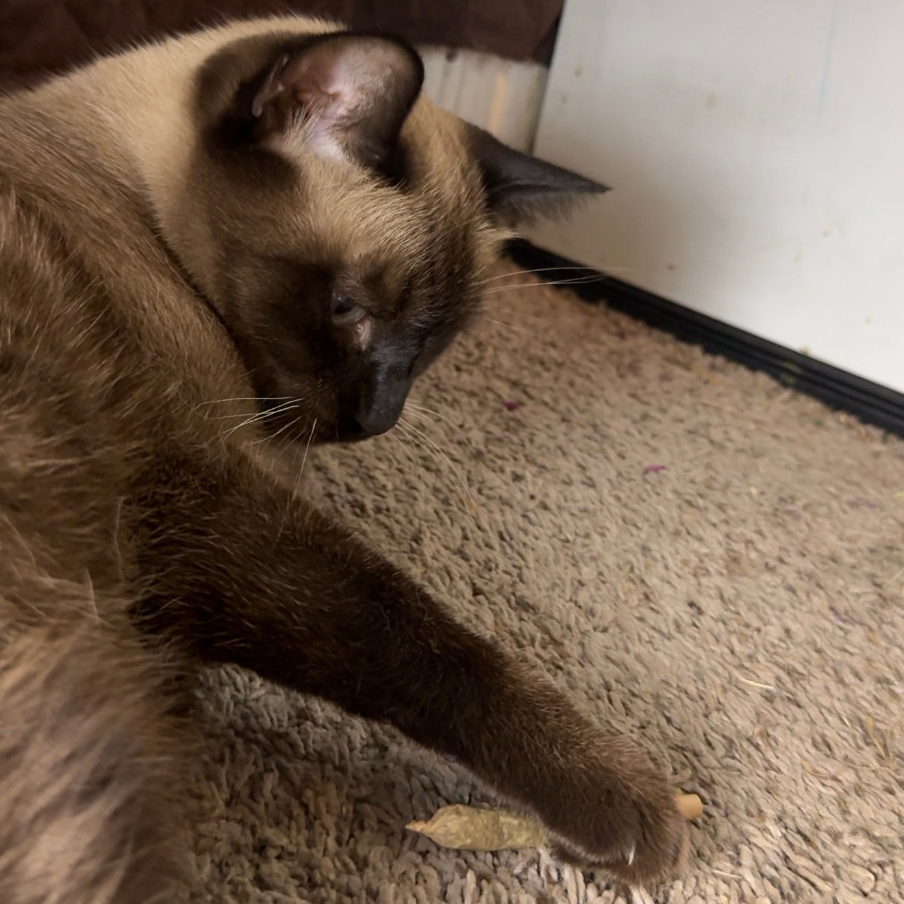 Catnip Joints