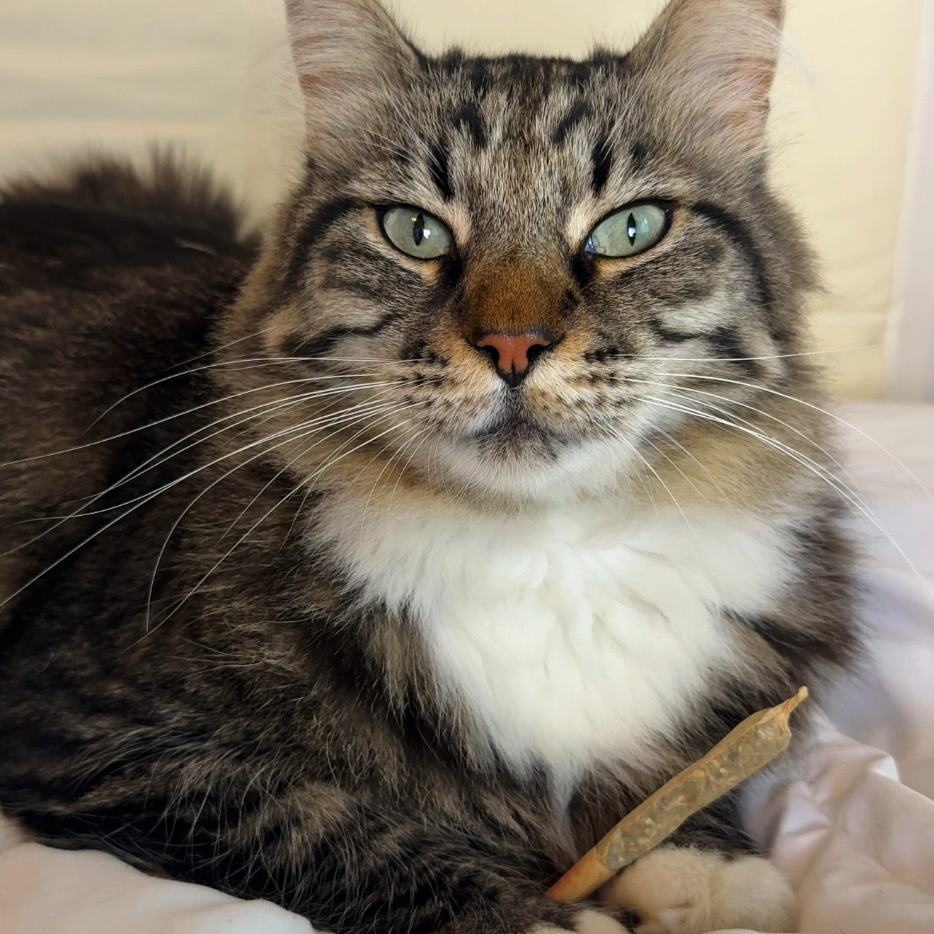 Catnip Joints