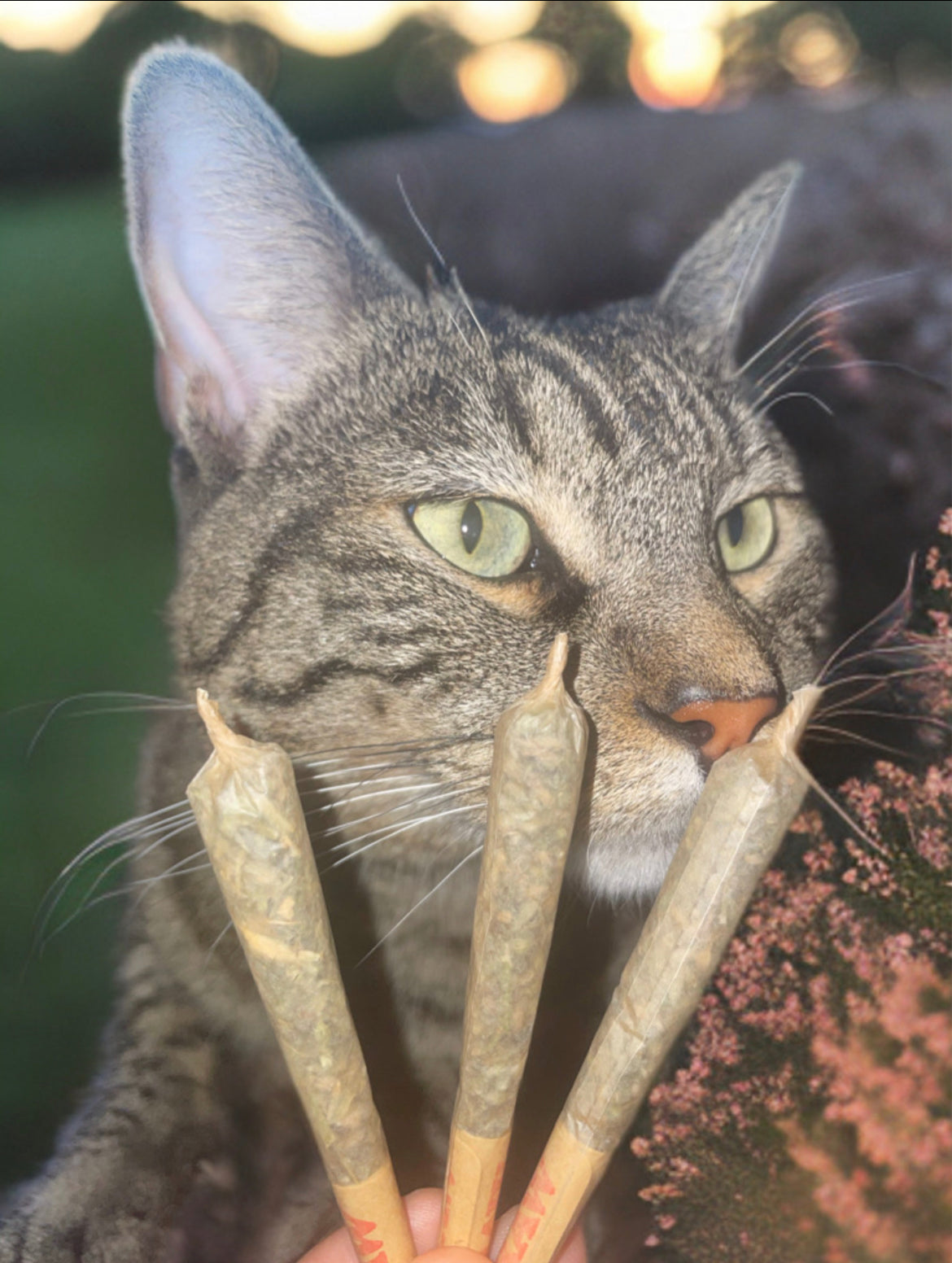 Catnip Joints